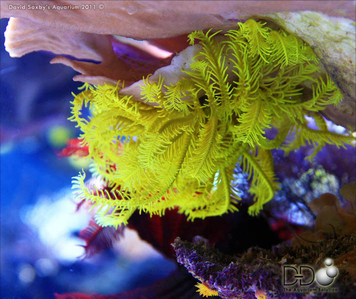Feather stars DD The Aquarium Solution